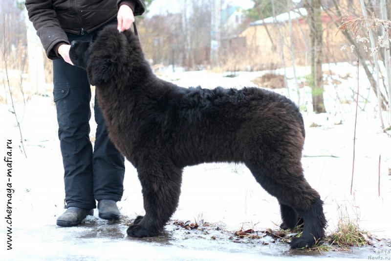 Фото: ньюфаундленд Chernaya Mafia Above and Beyond (Черная Мафия Абове анд Беуонд)