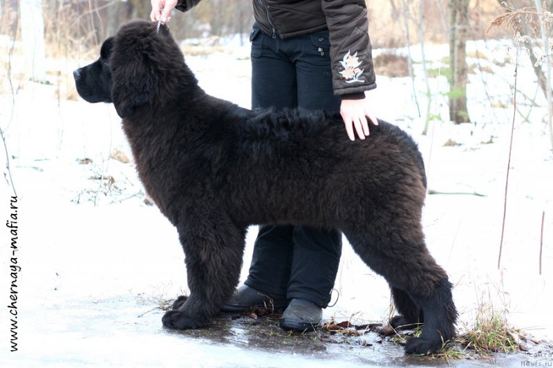 Фото: ньюфаундленд Chernaya Mafia Above and Beyond (Черная Мафия Абове анд Беуонд)