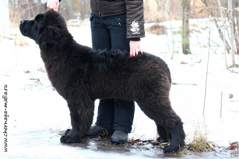 Фото: ньюфаундленд Chernaya Mafia Above and Beyond (Черная Мафия Абове анд Беуонд)