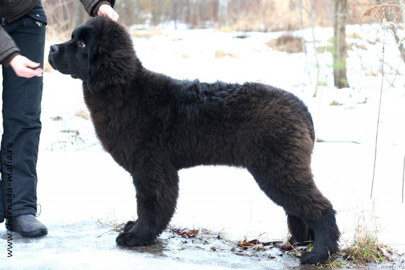 Фото: ньюфаундленд Chernaya Mafia Above and Beyond (Черная Мафия Абове анд Беуонд)