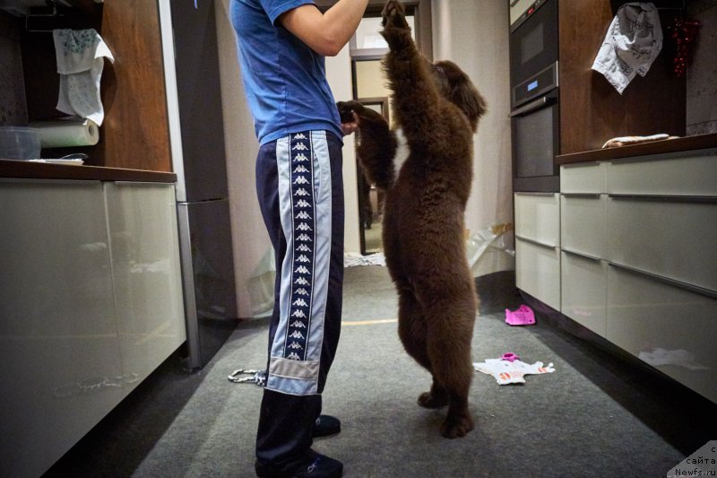 Фото: ньюфаундленд Funnewf Akvilon (Фанньюф Аквилон)