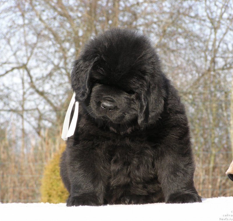 Фотография № 201331