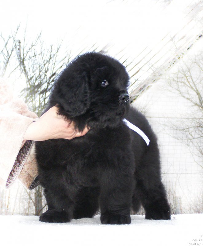 Фотография № 201333