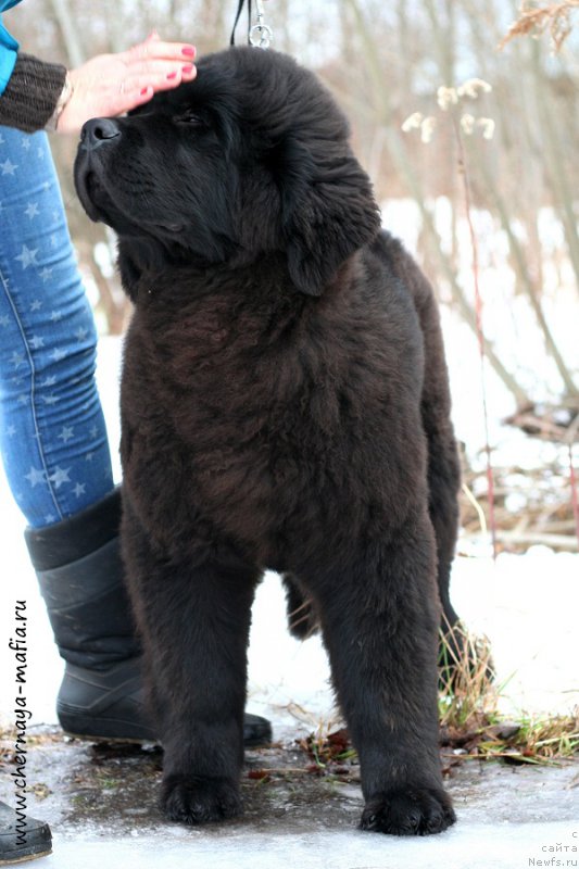 Фото: ньюфаундленд Chernaya Mafia Above and Beyond (Черная Мафия Абове анд Беуонд)