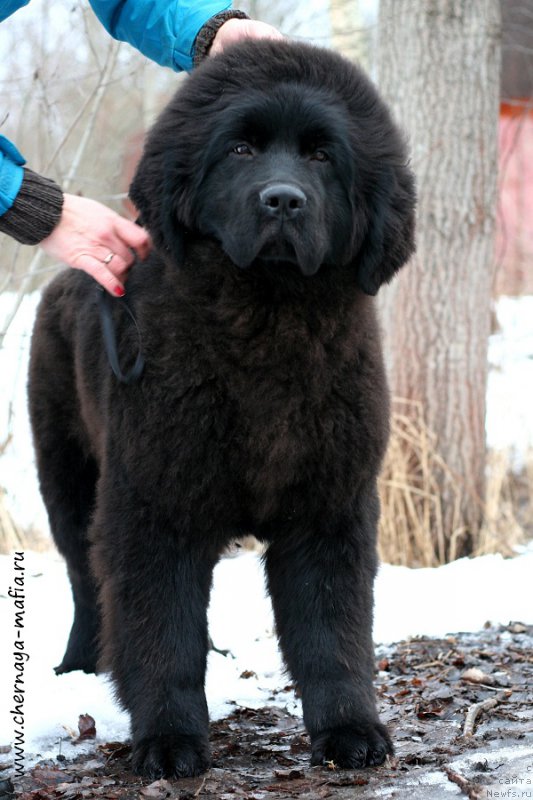 Фото: ньюфаундленд Chernaya Mafia Above and Beyond (Черная Мафия Абове анд Беуонд)