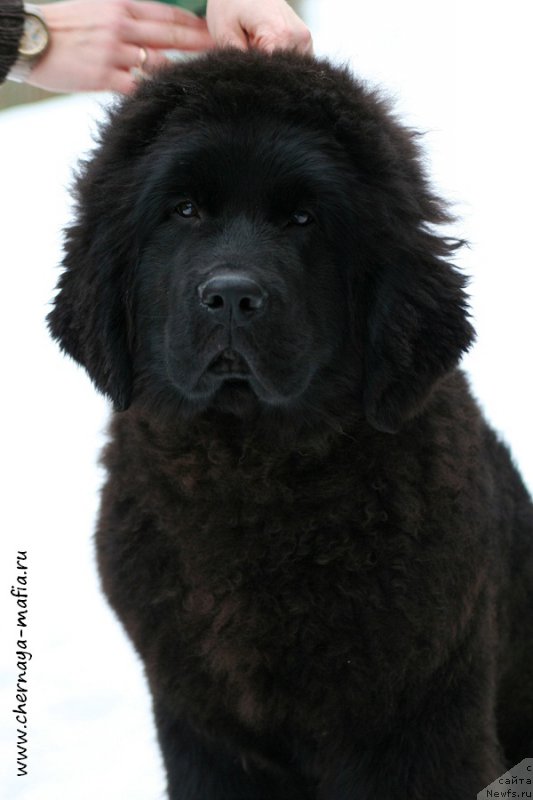 Фото: ньюфаундленд Chernaya Mafia Above and Beyond (Черная Мафия Абове анд Беуонд)