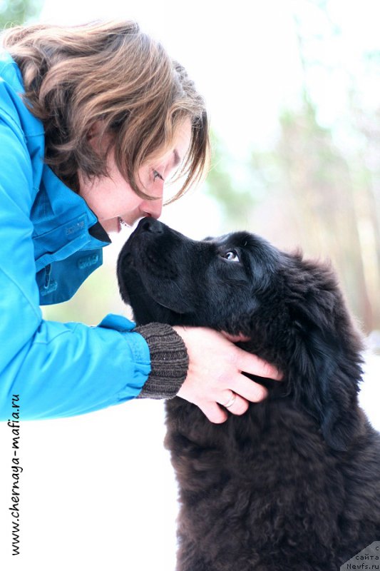 Фото: ньюфаундленд Chernaya Mafia Above and Beyond (Черная Мафия Абове анд Беуонд), Kseniya Semikova (Ксения Семикова)