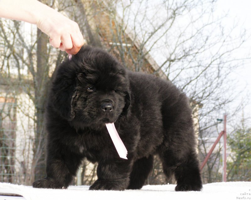 Фотография № 201342