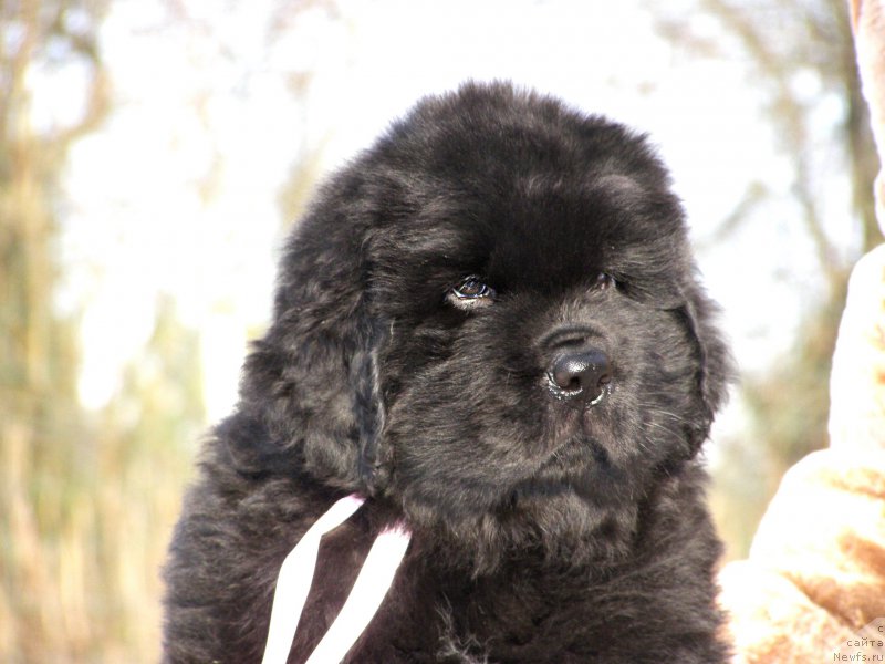 Фотография № 201344