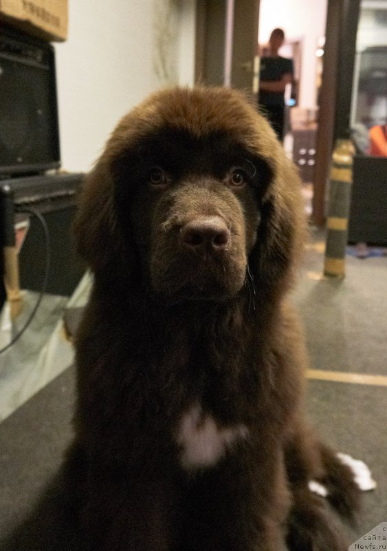 Фотография № 201347