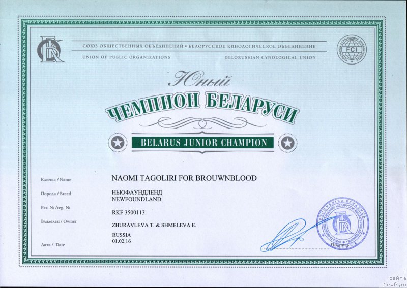 Фото: ньюфаундленд Naomi Tagoliri for Brouwnblood (Наоми Таголири фор Браунблад)