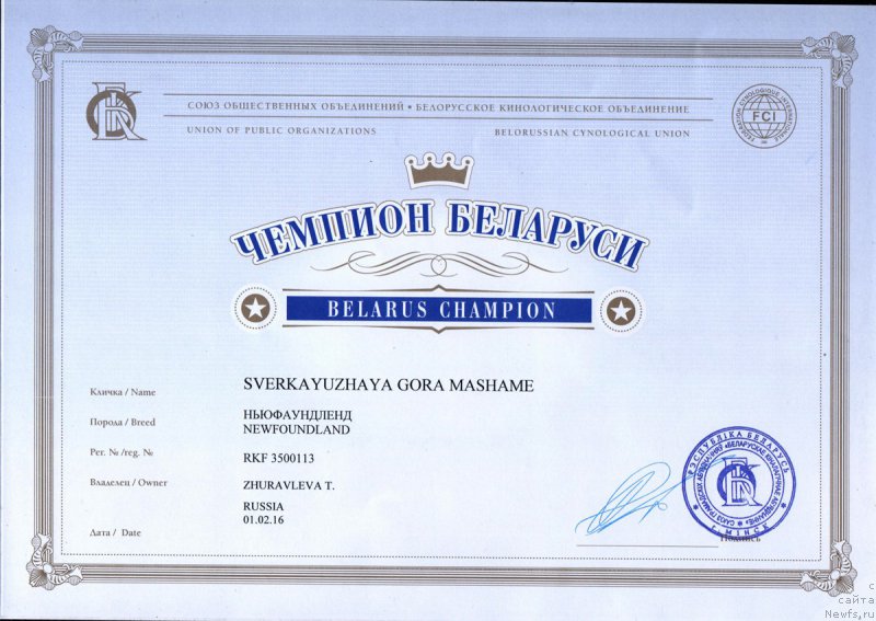 Фото: ньюфаундленд Sverkayuzhaya Gora Mashame (Сверкающая Гора Машаме)