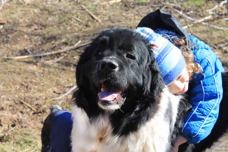 Фото: ньюфаундленд Mag Ispolin Moya Volshebnaya Mechta (Маг Исполин Моя Волшебная Мечта)