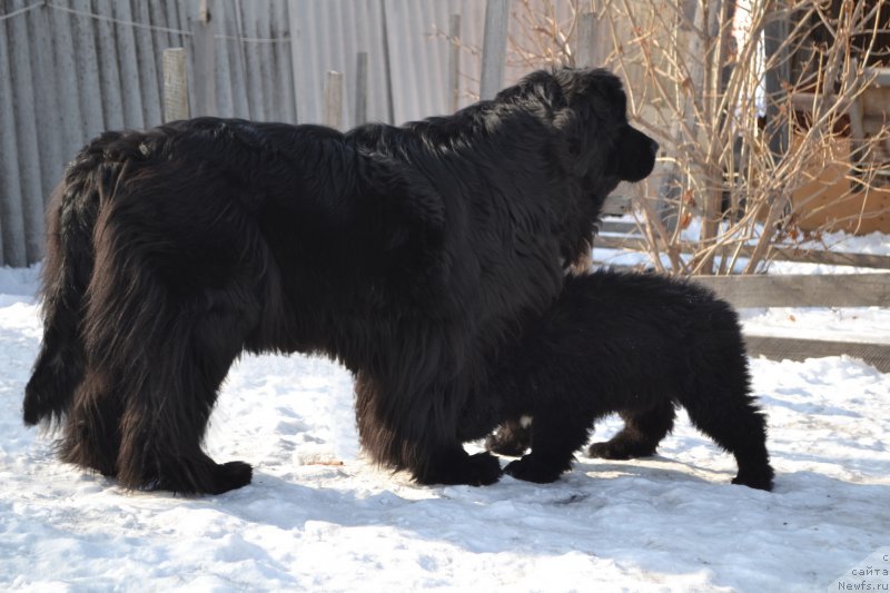 Фото: ньюфаундленд I'm Little Princess Midnight Bear, ньюфаундленд Talisman Morya La-Valetta (Талисман Моря Ла-Валетта)