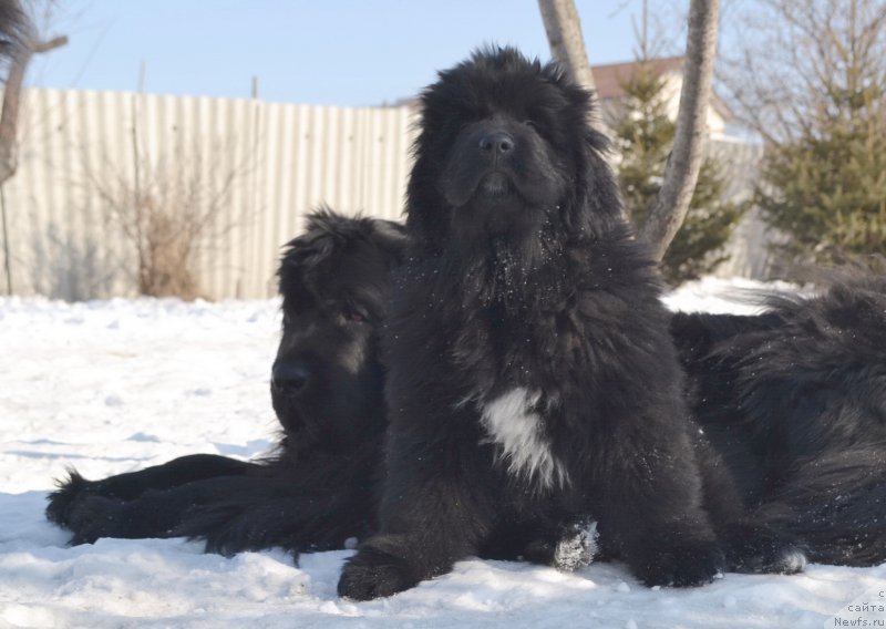 Фото: ньюфаундленд I'm Little Princess Midnight Bear, ньюфаундленд Talisman Morya La-Valetta (Талисман Моря Ла-Валетта)