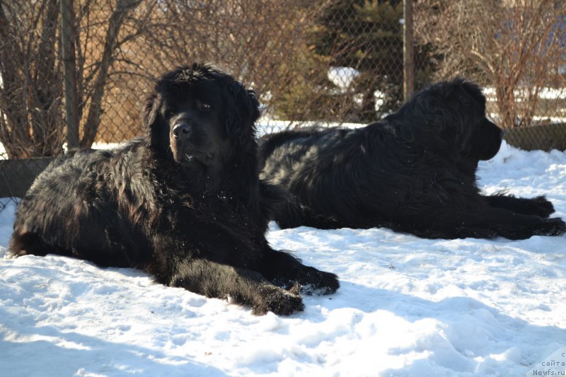 Фото: ньюфаундленд Talisman Morya Mishel' (Талисман Моря Мишель), ньюфаундленд I'm Little Princess Midnight Bear