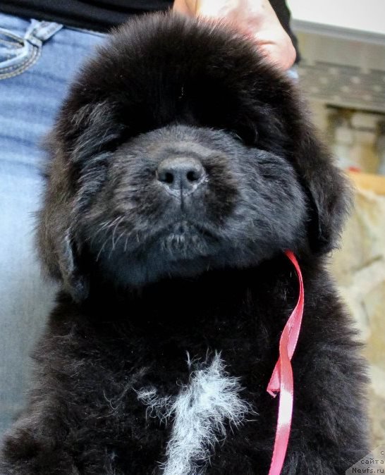 Фотография № 201358