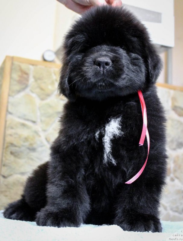 Фотография № 201359