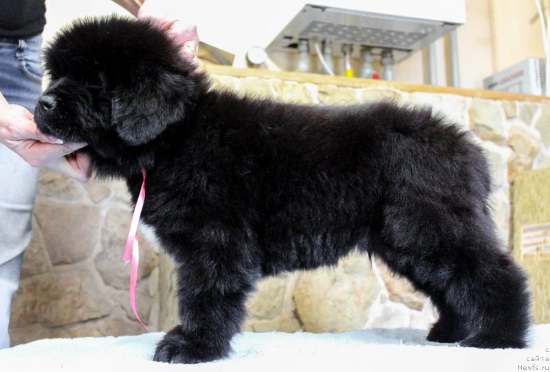 Фотография № 201360