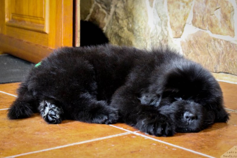 Фотография № 201361