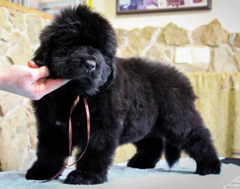 Фотография № 201363