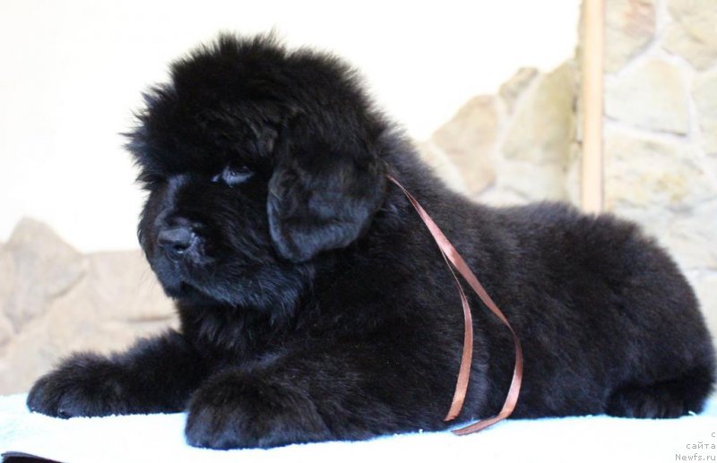 Фотография № 201364