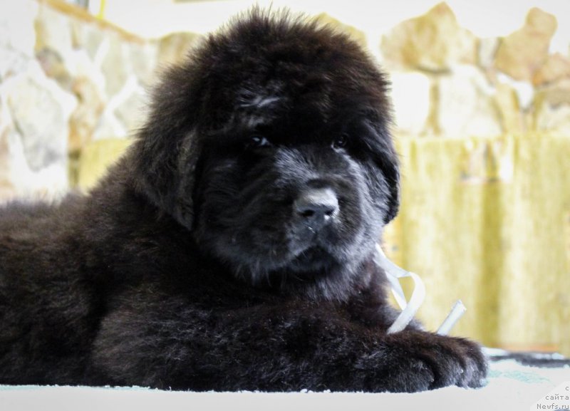 Фотография № 201367