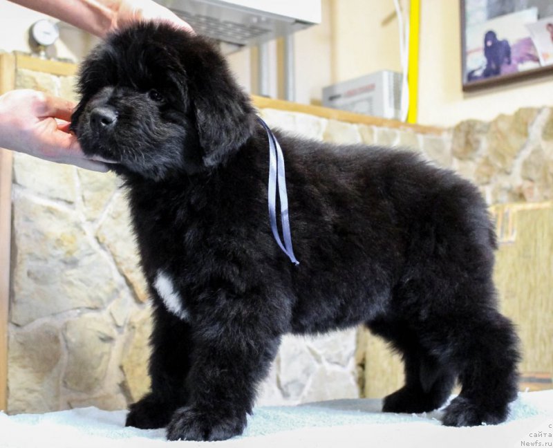 Фотография № 201369