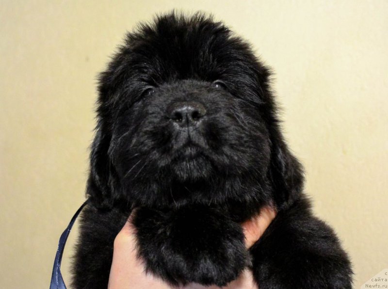 Фотография № 201370