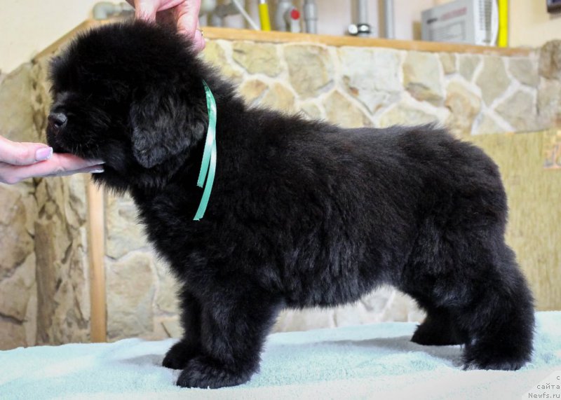 Фотография № 201373