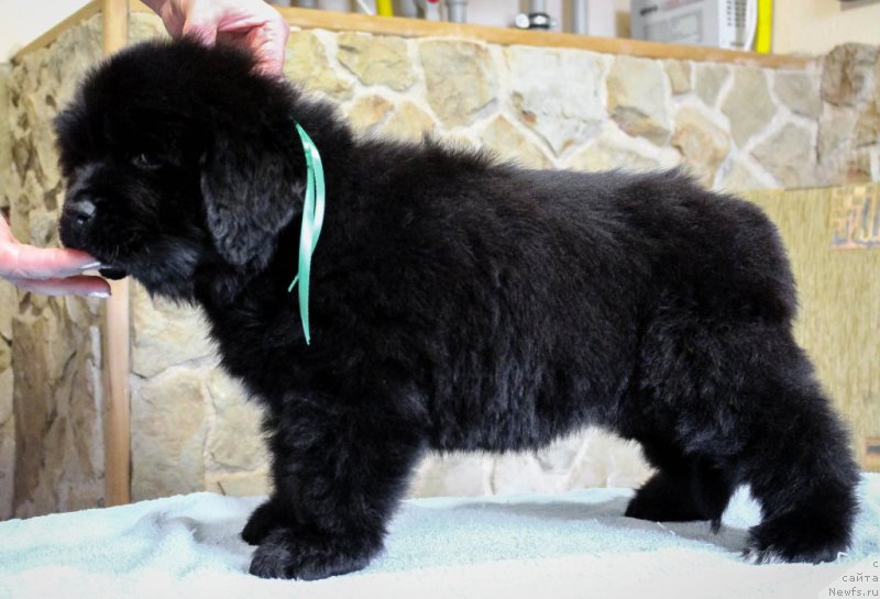 Фотография № 201374