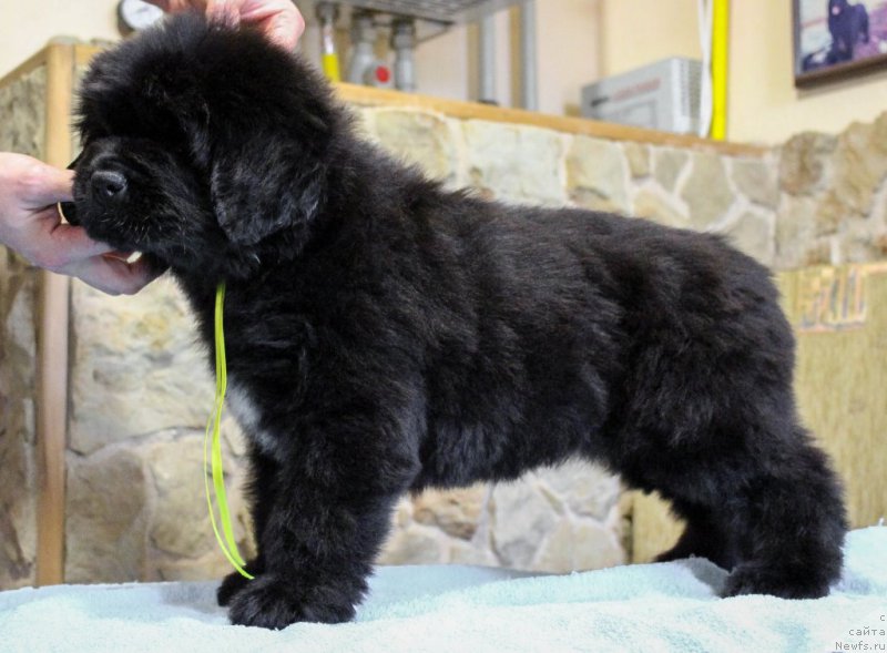 Фотография № 201377