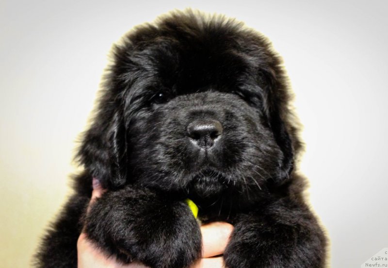 Фотография № 201379