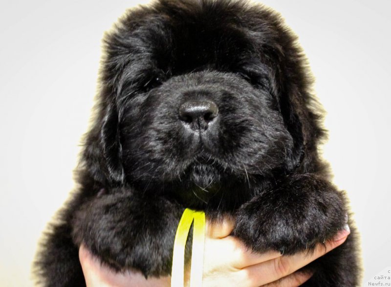 Фотография № 201380