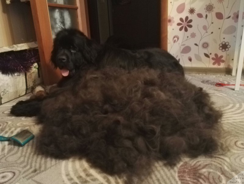 Фото: ньюфаундленд Njufort Amanda Blum (Ньюфорт Аманда Блум)