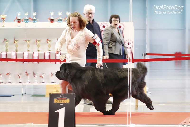 Фото: ньюфаундленд N'yufort Taym's Gold Aleksa (Ньюфорт Тайм'с Голд Алекса)