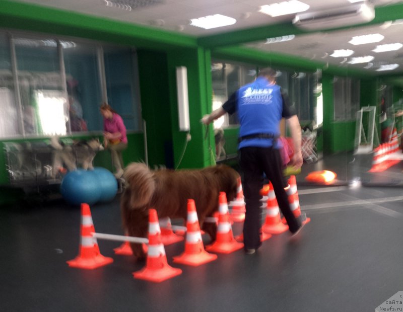 Фото: ньюфаундленд Brownblood MSK Hakim Gold Haydar (Браунблад МСК Хаким Голд Хайдар)