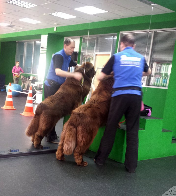 Фото: ньюфаундленд Brownblood MSK Hakim Gold Haydar (Браунблад МСК Хаким Голд Хайдар)