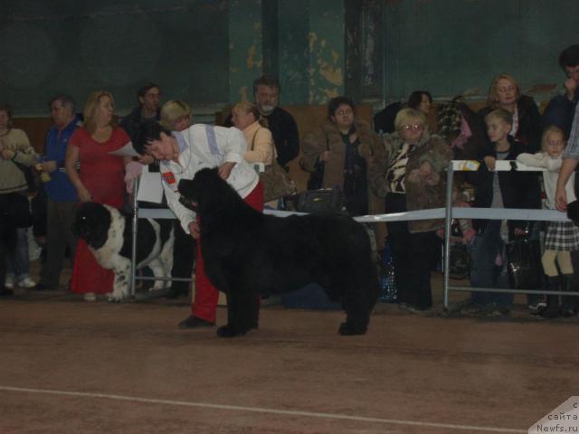 Фото: ньюфаундленд Obush Shed Edisson Nicole (Обуш Шед Эдисон Николь), Vera Gniteeva (Вера Гнитеева)