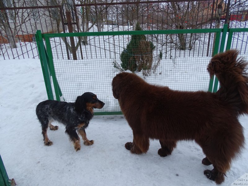 Фото: ньюфаундленд N'yufort Vivian (Ньюфорт Вивиан)