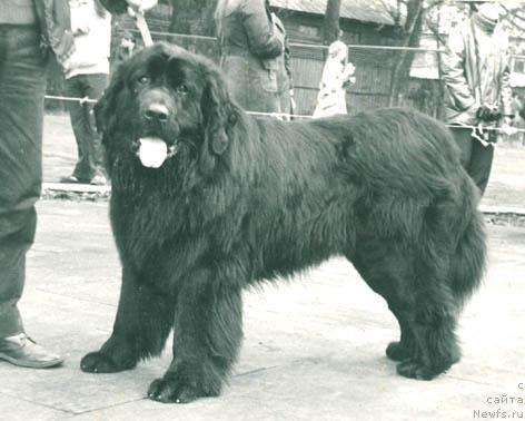 Фото: ньюфаундленд Skif (Скиф)