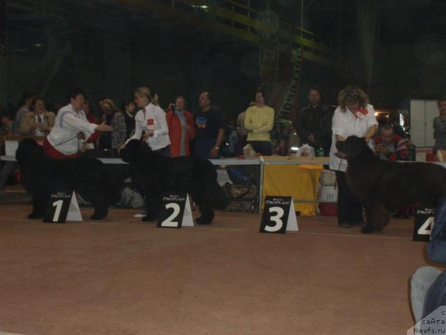 Фото: ньюфаундленд Obush Shed Edisson Nicole (Обуш Шед Эдисон Николь), Vera Gniteeva (Вера Гнитеева), ньюфаундленд O Black Diamond Little Bear (О Блек Диамонд Литтл Беар), Aleksandra Ivashova (Александра Ивашова), ньюфаундленд Super Premium Brabus (Супер Премиум Брабус), Irina Panyushkina (Ирина Панюшкина)