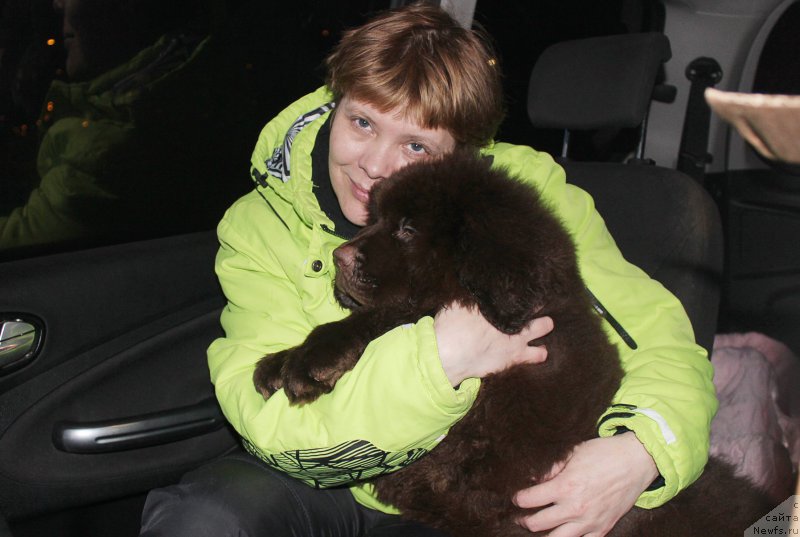 Фото: ньюфаундленд Brownblood MSK Sabina Ester (Браунблад МСК Сабина Эстер)