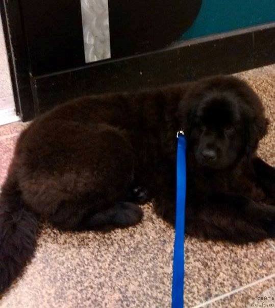 Фото: ньюфаундленд Chernaya Mafia Аngel Among Us (Черная Мафия Ангел Амонг Ус)