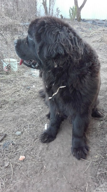 Фото: ньюфаундленд Dar Svezyi Fanni Bear (Дар Свезы Фанни Беар)