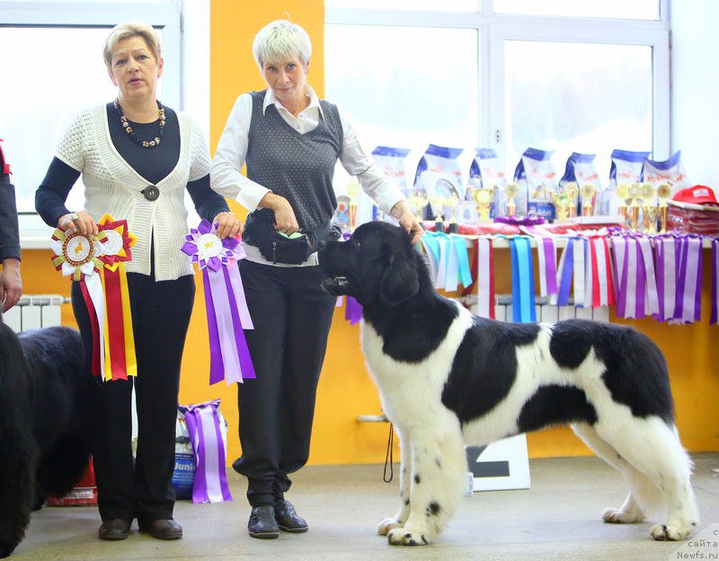 Фото: Nina Bazulina (Нина Базулина), ньюфаундленд Super Bizon Maestro (Супер Бизон Маэстро)