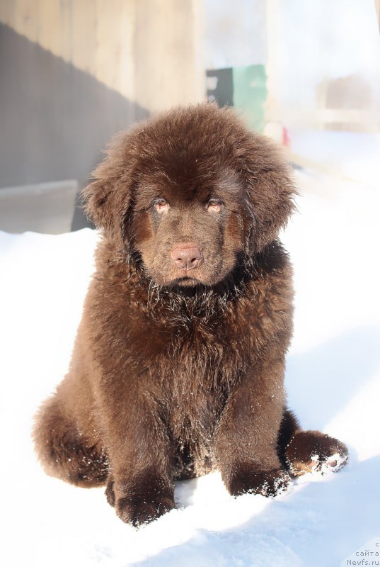 Фотография № 201421