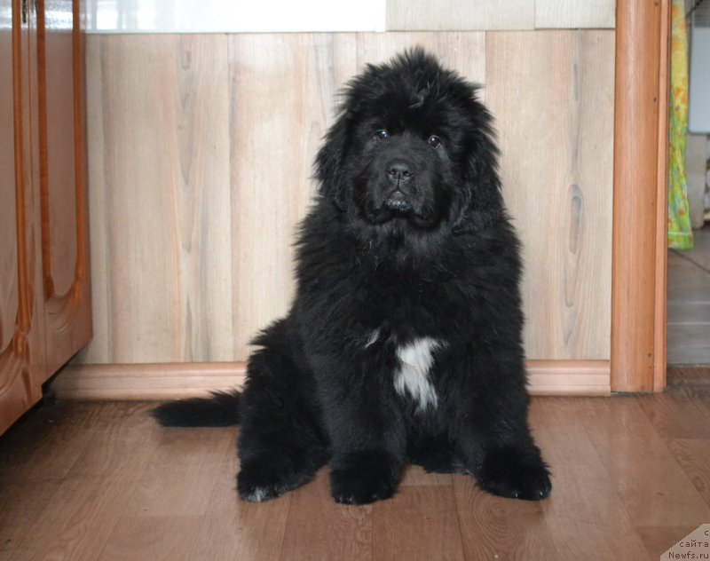 Фото: ньюфаундленд Talisman Morya La-Valetta (Талисман Моря Ла-Валетта)