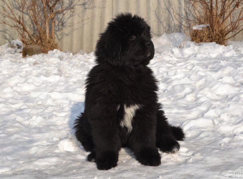 Фото: ньюфаундленд Talisman Morya La-Valetta (Талисман Моря Ла-Валетта)