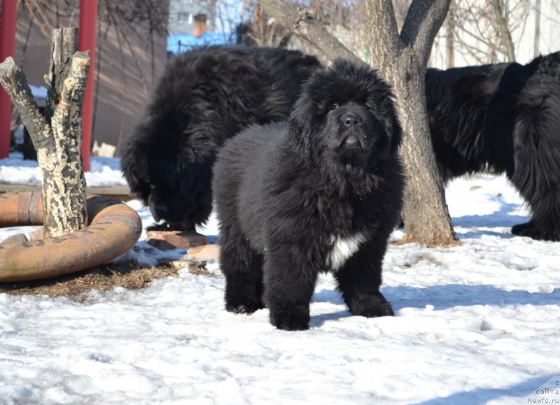 Фото: ньюфаундленд Talisman Morya La-Valetta (Талисман Моря Ла-Валетта)